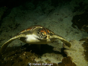 Turtle on night dive by Helen Hansen 
